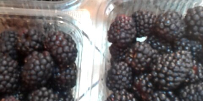 Vendo moras dulces de la variedad Thornfree ¡Las frutas