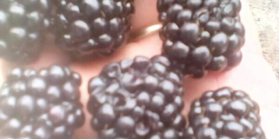 Vendo moras dulces de la variedad Thornfree ¡Las frutas