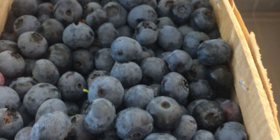Arándanos directamente de la plantación. Frutas dulces grandes, 12