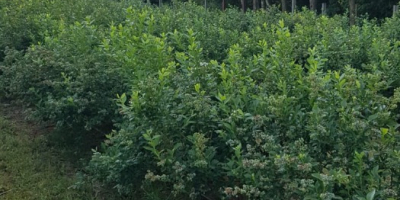 Venderé arándanos de nuestra propia plantación, recolectamos de 3