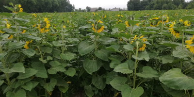 Venderé sombreros de girasol, camiones completos o directamente del