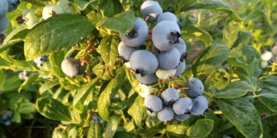 Venderé arándanos, 500 kg diarios, frescos, con cobertura, desgarrados