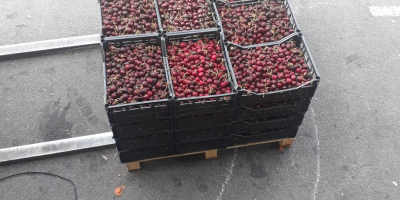 Ofrecemos paletas o camiones enteros de cerezas griegas de