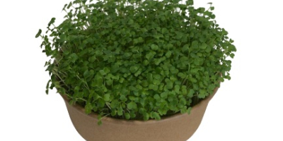 Hola, estamos cultivando plantas microverdes. “Microgreen son los brotes