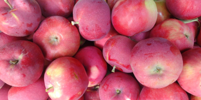 Manzanas de temporada &quot;Early Geneva&quot;. Vendemos al por mayor.