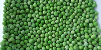 Frijoles mungo verde de primera calidad / frijoles guisantes