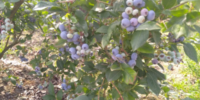 Venderé arándanos de mi propia plantación directamente del arbusto,