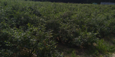 Venderé arándanos de mi propia plantación directamente del arbusto,