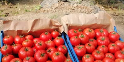 ¡Vendo tomates de 2 solariums sin pavimentar al por