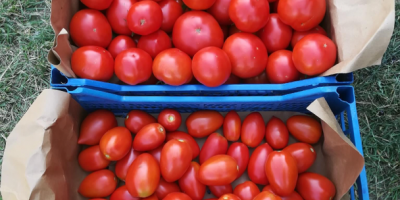 ¡Vendo tomates de 2 solariums sin pavimentar al por