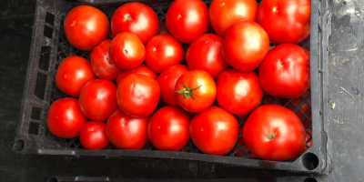 ¡Vendo tomates de 2 solariums sin pavimentar al por