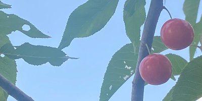 Agradable madura ... ciruelas de color rojo violáceo profundo