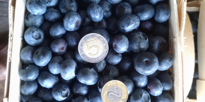 ¡Hola! Tengo muchos arándanos a la venta de Polonia,
