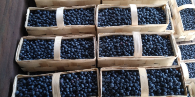 ¡Hola! Tengo muchos arándanos a la venta de Polonia,