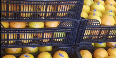 Laverida venderá naranjas. Variedad de NAVEL POWELL y VALENCIA.