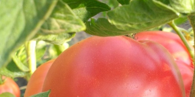 Tomates frambuesa deliciosos para la venta. El precio indicado
