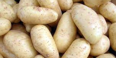 Venderé patatas nuevas. Variedad Irga, Irys - muy sabrosa.