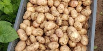 Venderé patatas nuevas. Variedad Irga, Irys - muy sabrosa.