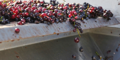 Vendemos uvas de mesa y vino, blanco y tinto,