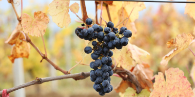 Vendemos uvas de mesa y vino, blanco y tinto,