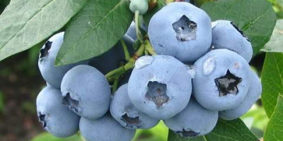 Tenemos una pequeña plantación propia en las cercanías de