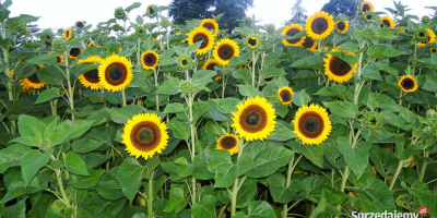 Flores decorativas de girasol para la venta. Tengo mi