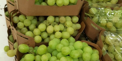 La empresa española Laverida comercializa uva Itum ecológica. Sin