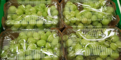 La empresa española Laverida comercializa uva Itum ecológica. Sin
