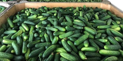 Compra de pepino de campo. Estableceremos cooperación con productores