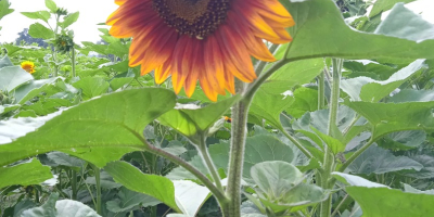 Hola . Venderé flores de girasol ornamentales de mi