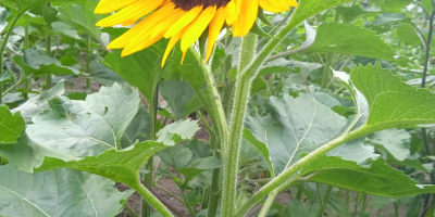 Hola . Venderé flores de girasol ornamentales de mi