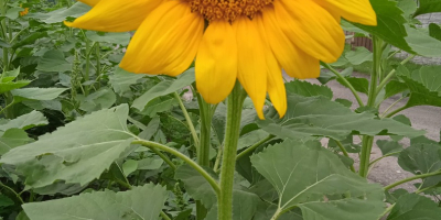 Hola . Venderé flores de girasol ornamentales de mi