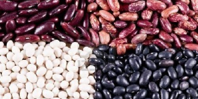 Venta de frijoles al por mayor. Producción de frijoles