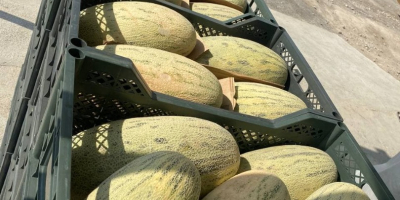 Estimados clientes, les ofrezco melón dulce de uzbekistán de