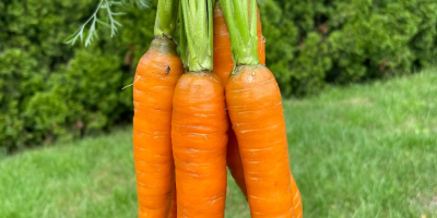 Venderé zanahorias de la variedad PERFECTION directamente del campo