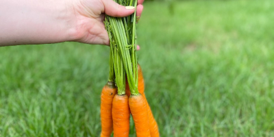 Venderé zanahorias de la variedad PERFECTION directamente del campo