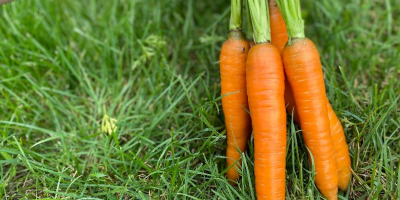 Venderé zanahorias de la variedad PERFECTION directamente del campo