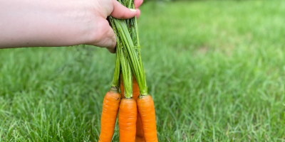 Venderé zanahorias de la variedad PERFECTION directamente del campo