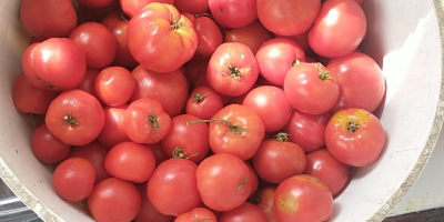 Te invito a comprar tomate molido, no rociado