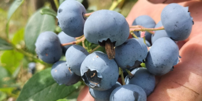 Hola, Vendo fruta grande dulce de arándanos orgánicos. Variedades