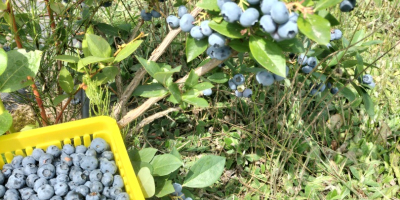 Hola, Vendo fruta grande dulce de arándanos orgánicos. Variedades