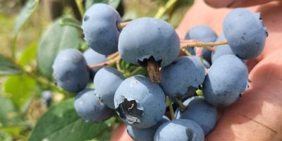 Hola, Vendo fruta grande dulce de arándanos orgánicos. Variedades