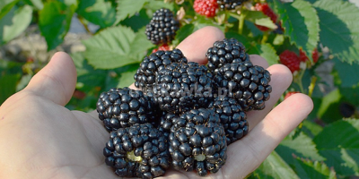 Compraré cualquier cantidad de ARÁNDANO POL-OWOC PODZAMCZE 53 24-300