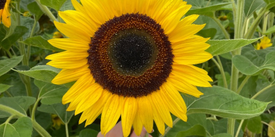 Venderé una flor de girasol cortada, preferiblemente más. Posibilidad