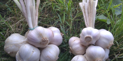 Venderé ajo de primavera polaco, variedad Jarus. Muy aromático.