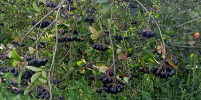 En cuanto a este momento, Aronia Piękności ... Vendimia