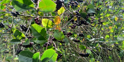 En cuanto a este momento, Aronia Piękności ... Vendimia