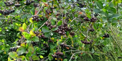 En cuanto a este momento, Aronia Piękności ... Vendimia