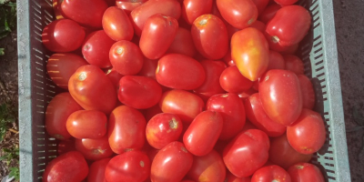 Venderé tomates de lima y de campo redondo