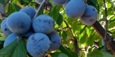 Variedad STANLEY y RECORD